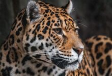 brown and black leopard in close up photography