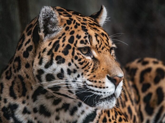 brown and black leopard in close up photography