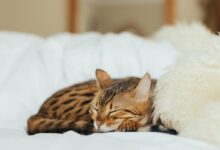 sleeping leopard kitten