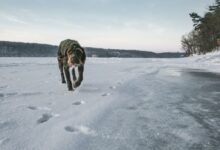 black short coat dog on snow covered ground during daytime