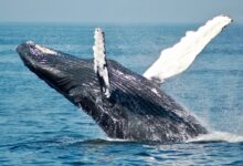 blue whale on sea