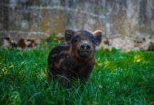 brown and black short coated animal on green grass during daytime