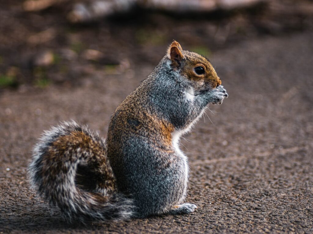 brown and grey squirre;