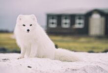 Arctic Fox