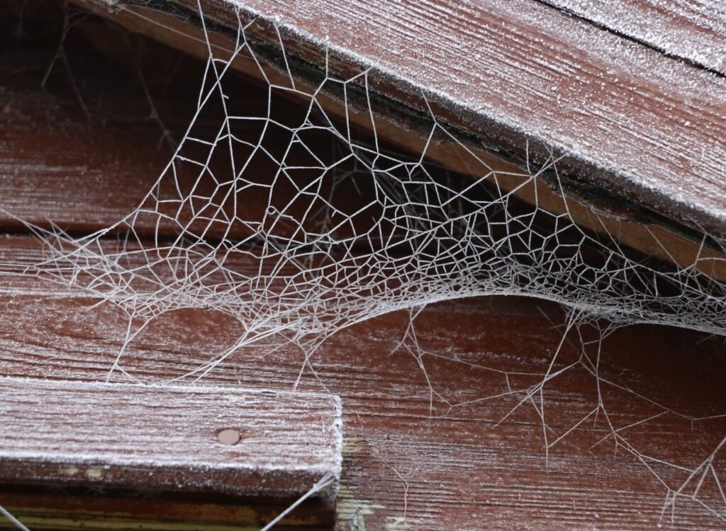 spider web on brown wooden plank