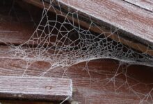 spider web on brown wooden plank