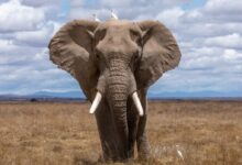 elephant walking during daytime