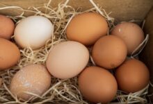 brown egg on brown nest
