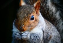 brown and white squirrel on tree branch