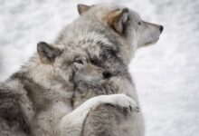 two gray wolves