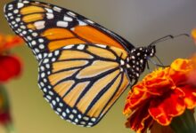 selective focus photography of butterfly on flower