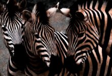 zebra standing on brown ground during daytime