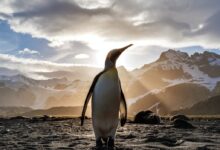 standing penguin on sand near snow covered mountain covering the sun from view at daytime