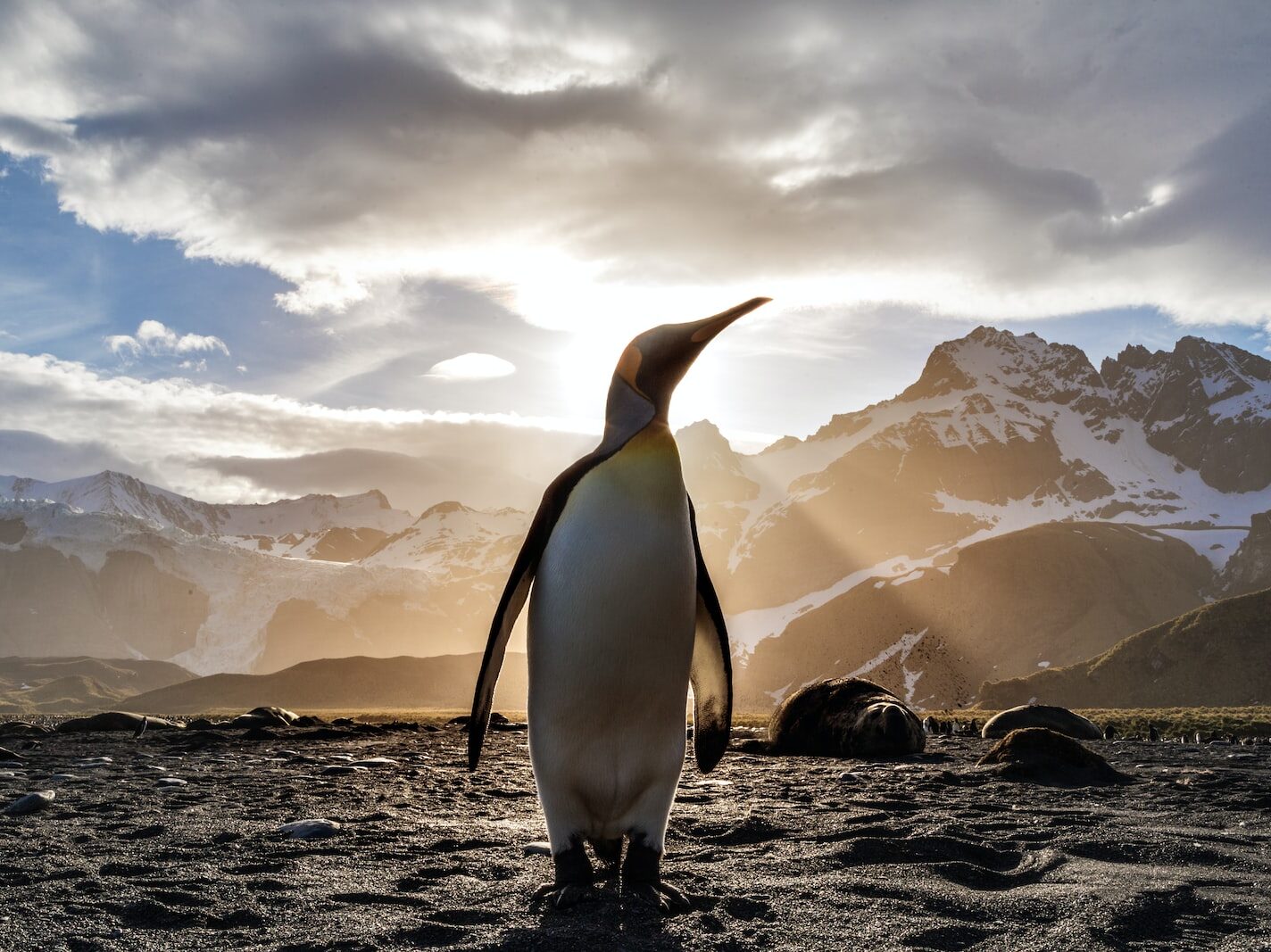 standing penguin on sand near snow covered mountain covering the sun from view at daytime