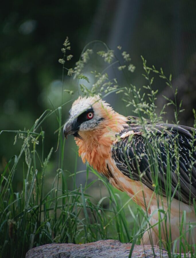 brown and black bird near green grass during daytime
