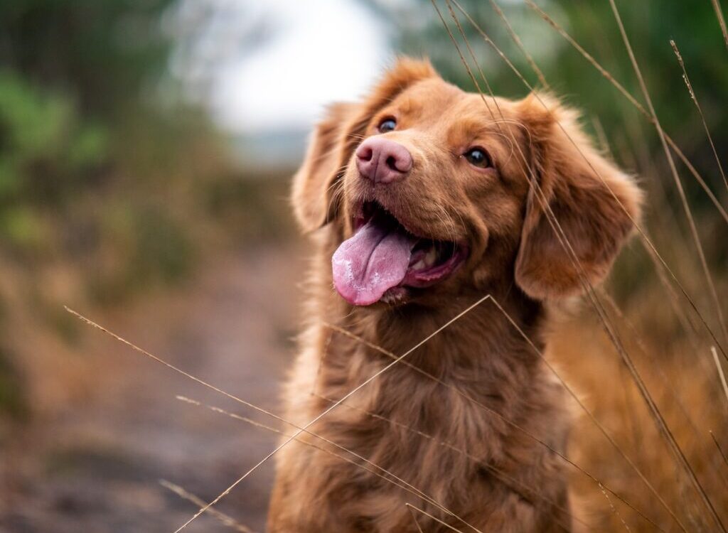 medium-coated brown dog during daytime