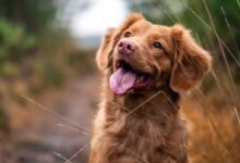 medium-coated brown dog during daytime