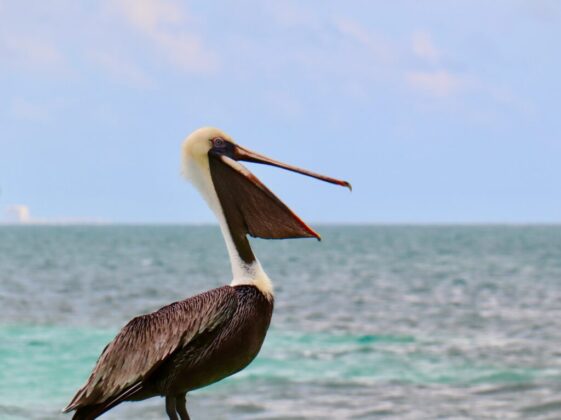 gray pelican on seashore