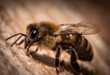 black and yellow bee on wooden surface