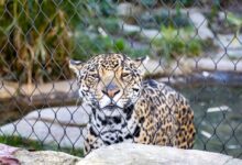 leopard lying on gray rock