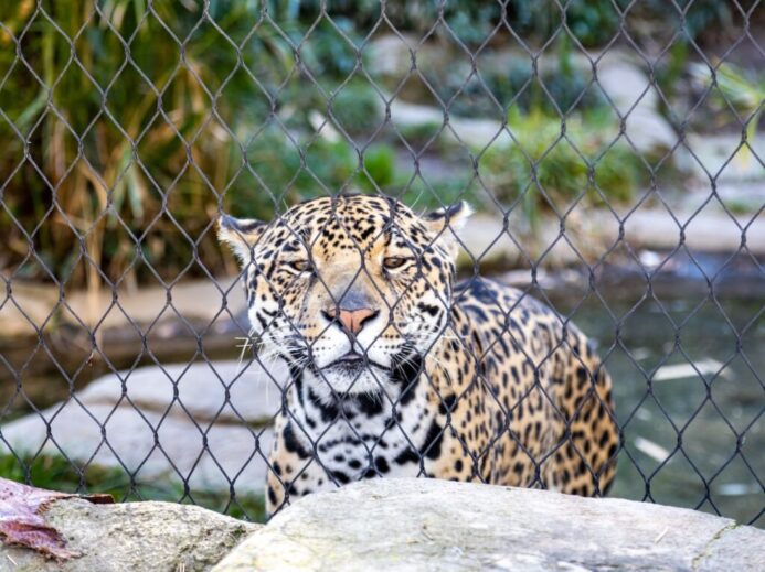 leopard lying on gray rock