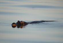 crocodile in water