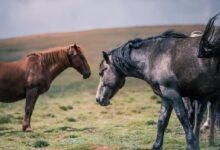 brown and black horses under clouds