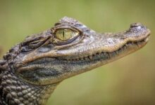 selective focus photography of crocodile