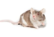 white and brown rabbit on white background