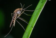 Brown and Black Mosquito on Green Stem Macro Photography
