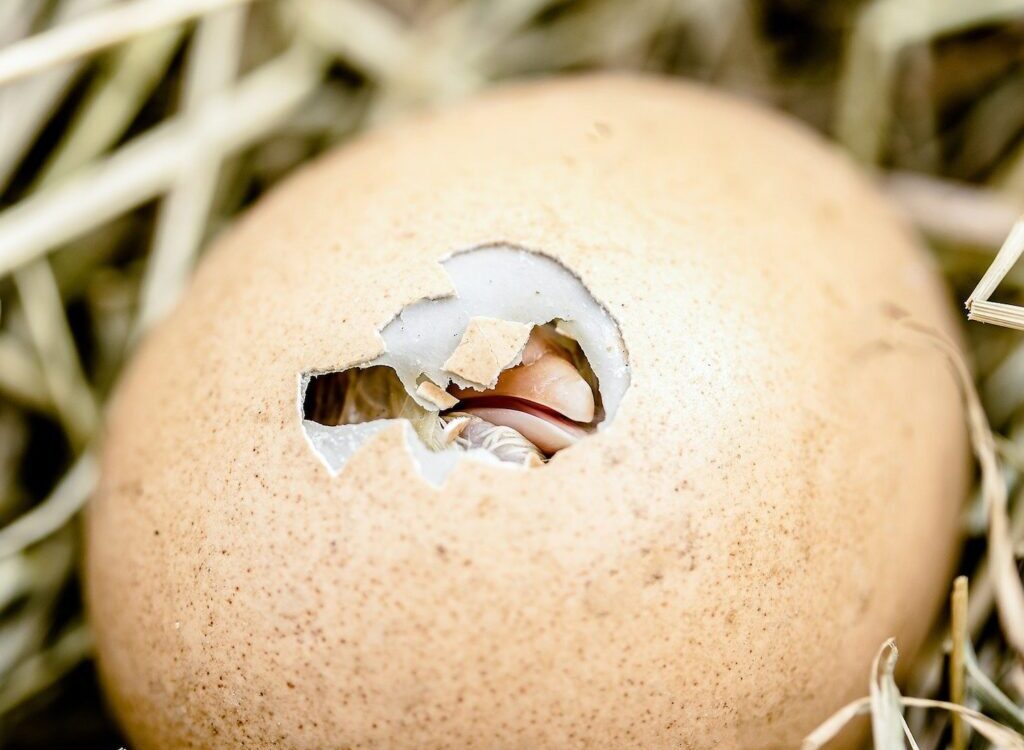 Chick Hatching from an Egg