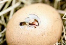 Chick Hatching from an Egg