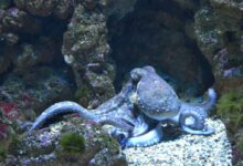 fish, octopus, water