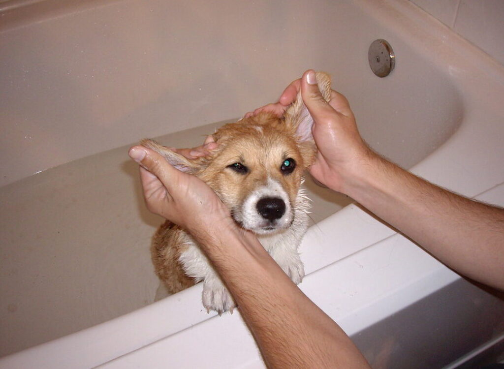 cleaning the ears