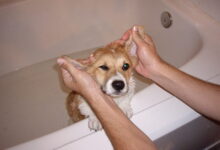 cleaning the ears