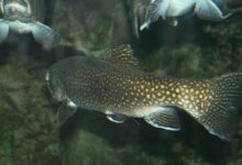 trout, fish, aquarium