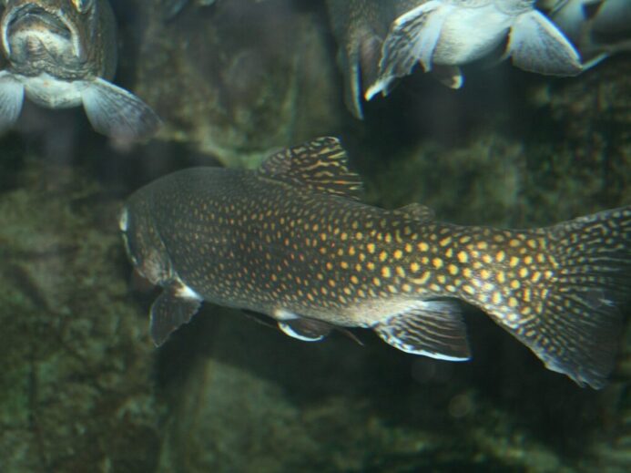 trout, fish, aquarium