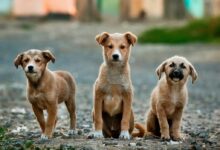 selective focus photography of three brown puppies