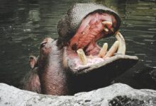 brown animal on gray rock