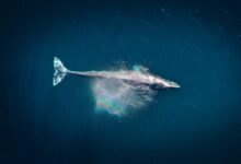 aerial photography of big fish during daytime