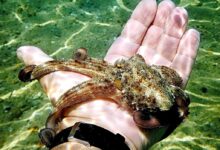 person holding brown and black turtle