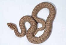 Gloydius rickmersi