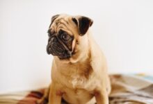 adult fawn pug sitting on couch