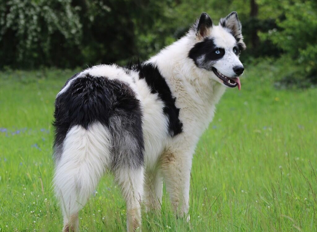 yakutian laika, dog, meadow