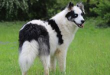 yakutian laika, dog, meadow