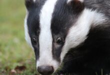 badger, animal, wildlife