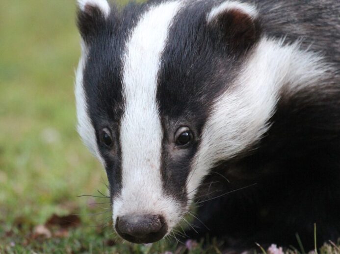 badger, animal, wildlife