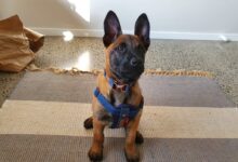 black and tan German shepherd puppy
