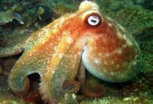 Pale Octopus