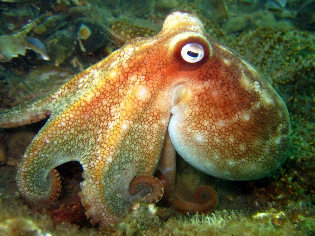 Pale Octopus